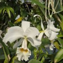 Cattleya trianaei alba 이미지