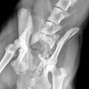 삼화 우수한 동물병원 이미지