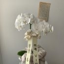 엘로디의원 이미지