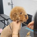 부산애견미용학원 실습 중심으로 배우는 저스트애견미용학원 후기
