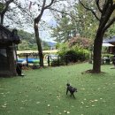 멍멍이와 숲속에서 이미지