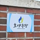 진솔2농장 | [경주채소농장 방문 후기] 신선함 가득한 호야농장에서 만난 무농약 아쿠아포닉스 야채 체험 🌱