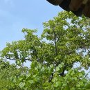 대추나무집 이미지