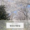 영산포풍물시장 | 나주 영산포 벚꽃길 이번주 꼭 가야하는 이유