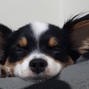 한스애견 이미지