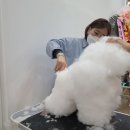 쿨펫 이미지