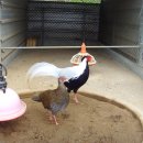 사성1리 이미지