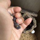 루다렙타일