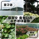 논산 탑정호(출렁다리)+관촉사(은진미륵)트레킹 안내(8월13일) 이미지