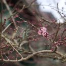 현상언「홍매」 이미지