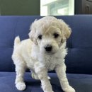 드림독 강아지 고양이 안심분양센터 시흥점 | 연산동강아지분양 찾는다면? 드림독 안심분양센터 부산점 솔직 방문 후기