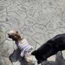 늘푸른종합동물병원 이미지