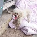 냥냥댕댕 이미지