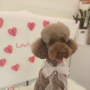 다독펫살롱 이미지