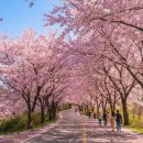리듬의 축제-스포츠와 음악의 환상적인 만남(신춘음악회) | 2026 가평 에덴벚꽃길 벚꽃축제! 일정부터 주차·공연까지 완벽 가이드