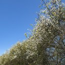황산공원(황산B) Daum카페