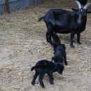 가평흑염소농장 이미지