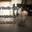 멋내는 애견 이미지