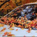 가을이 샹송 - 김 남조 이미지