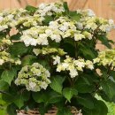 도피오 DOPPIO 이미지