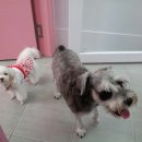 핑코애견 이미지