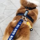 퍼피니스 이미지