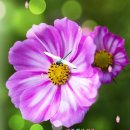 분홍 코스모스 꽃 (박창근+이솔로몬+조연호 - 회상) 이미지