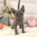 대구고양이분양 도레미캣 | 함양고양이분양 투명하고 솔직하게 키운 가정묘 만나기 도레미캣