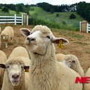 남성목장 이미지