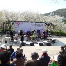 안산벚꽃음악회 이미지