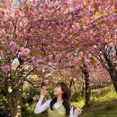 GS25 부산민주점 | 부산겹벚꽃명소 부산민주공원 겹벚꽃 개화 실시간