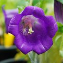 살아생전 이미지