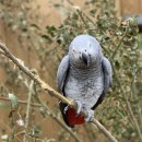 앵무새동물원 이미지