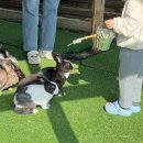 휘바핀란드위드플레이정글 이미지