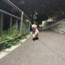 오늘도 신나개 이미지