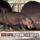 하마사 이미지