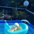 여울애견펜션 이미지