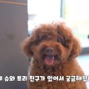 슈앤트리 이미지