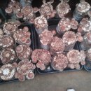 (가격인하) 생 표고 버섯 판매 이미지