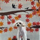 찰스앤에디 이미지