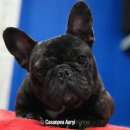 카사노바에리켄넬 이미지