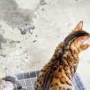 고양이살롱앤카페 이미지