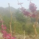 청평옆집언니 이미지