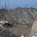 늑대와 여우 이미지