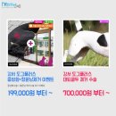 도그플러스 네이버블로그
