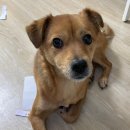 Pet snack(펫스낵) 이미지