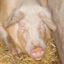 총알돼지 이미지