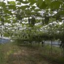 운수동농장 이미지