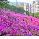 군포 진달래축제 이미지