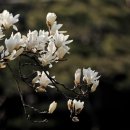 목련마을_상 이미지